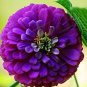 Classic Zinnia Elegans Flower 50 PCS Seeds