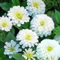 Classic Zinnia Elegans Flower 50 PCS Seeds