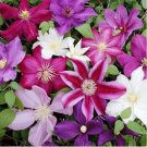 Clematis Bonsai Clematis Montana Mayleen Garden Pink Vine Flowers 100 PCS Seeds Clematis Bonsai Clematis Montana Mayleen Garden Pink Vine Flowers 100 PCS Seeds