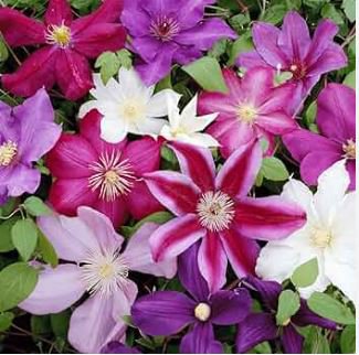 Clematis Bonsai Clematis Montana Mayleen Garden Pink Vine Flowers 100 PCS Seeds
