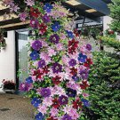 Clematis Bulbs Blue Climbing Clematis Florida Bonsai 2 PCS Seeds