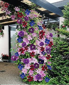 Clematis Bulbs Blue Climbing Clematis Florida Bonsai 2 PCS Seeds