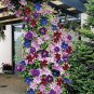 Clematis Bulbs Blue Climbing Clematis Florida Bonsai 2 PCS Seeds