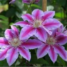Clematis Bonsai Clematis Plant Bonsai Clematis Florida Thunb Flowers 100 PCS Seeds Clematis Bonsai Clematis Plant Bonsai Clematis Florida Thunb Flowers 100 PCS Seeds