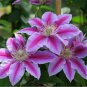 Clematis Bonsai Clematis Plant Bonsai Clematis Florida Thunb Flowers 100 PCS Seeds