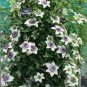 Clematis Bonsai Clematis Plant Bonsai Clematis Florida Thunb Flowers 100 PCS Seeds