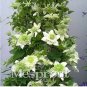 Clematis Bonsai Clematis Plant Bonsai Clematis Florida Thunb Flowers 100 PCS Seeds