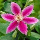 Clematis Bonsai Clematis Montana Mayleen Garden Pink Vine Flowers 100 PCS Seeds Clematis Bonsai Clematis Montana Mayleen Garden Pink Vine Flowers 100 PCS Seeds