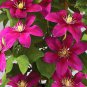 Clematis Bonsai Clematis Montana Mayleen Garden Pink Vine Flowers 100 PCS Seeds