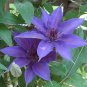 Clematis Bonsai Clematis Montana Mayleen Garden Pink Vine Flowers 100 PCS Seeds