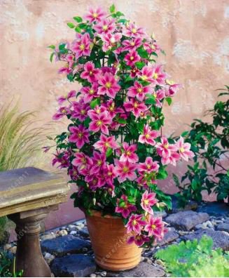 Clematis Bulbs Blue Climbing Clematis Florida Bonsai 2 PCS Seeds