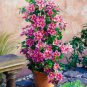Clematis Bulbs Blue Climbing Clematis Florida Bonsai 2 PCS Seeds