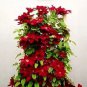 Clematis Bulbs Blue Climbing Clematis Florida Bonsai 2 PCS Seeds