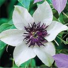 Clematis Bulbs, Clematis Mix, Clematis hybridas Climbing Plants 50 PCS Seeds Clematis Bulbs, Clematis Mix, Clematis hybridas Climbing Plants 50 PCS Seeds