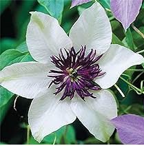 Clematis Bulbs, Clematis Mix, Clematis hybridas Climbing Plants 50 PCS Seeds