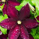 Clematis Climbing Plants Seeds Red Color 100 PCS Seeds