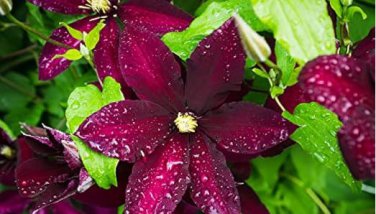 Clematis Climbing Plants Seeds Red Color 100 PCS Seeds