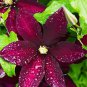 Clematis Climbing Plants Seeds Red Color 100 PCS Seeds