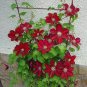 Clematis Climbing Plants Seeds Red Color 100 PCS Seeds