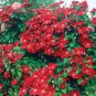 Clematis Climbing Plants Seeds Red Color 100 PCS Seeds