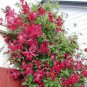 Clematis Climbing Plants Seeds Red Color 100 PCS Seeds