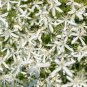 Clematis flowers clematis vine perennial flower 100 PCS Seeds