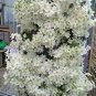 Clematis flowers clematis vine perennial flower 100 PCS Seeds