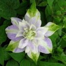 Clematis Flowers Mixed Clematis Flores Potted Clematis Garden Flower 100 PCS Seeds Clematis Flowers Mixed Clematis Flores Potted Clematis Garden Flower 100 PCS Seeds