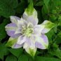 Clematis Flowers Mixed Clematis Flores Potted Clematis Garden Flower 100 PCS Seeds