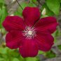 Clematis Flowers Mixed Clematis Flores Potted Clematis Garden Flower 100 PCS Seeds