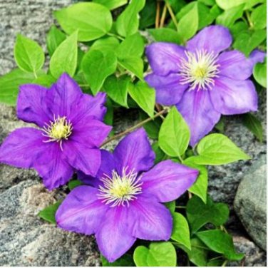 Clematis Goldenish Green Color 100 PCS Seeds