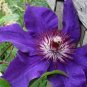 Clematis Goldenish Green Color 100 PCS Seeds