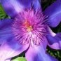 Clematis Goldenish Green Color 100 PCS Seeds