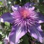 Clematis Goldenish Green Color 100 PCS Seeds