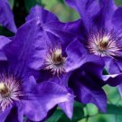 Clematis Light Puple White Edge with White Double Centre Flowers 100 PCS Seeds Clematis Light Puple White Edge with White Double Centre Flowers 100 PCS Seeds
