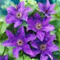 Clematis Light Puple White Edge with White Double Centre Flowers 100 PCS Seeds