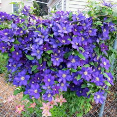 Clematis Plants Real Rare Clematis Plant Outdoor Plant Natural Growth 100 PCS Seeds