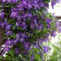 Clematis Plants Real Rare Clematis Plant Outdoor Plant Natural Growth 100 PCS Seeds