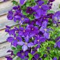 Clematis Plants Real Rare Clematis Plant Outdoor Plant Natural Growth 100 PCS Seeds
