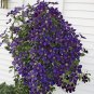 Clematis Plants Real Rare Clematis Plant Outdoor Plant Natural Growth 100 PCS Seeds