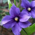 Clematis Potted Clematis Garden Flowers 50 PCS Seeds Clematis Potted Clematis Garden Flowers 50 PCS Seeds