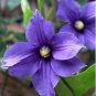 Clematis Potted Clematis Garden Flowers 50 PCS Seeds