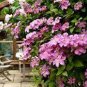 Clematis Potted Clematis Garden Flowers 50 PCS Seeds