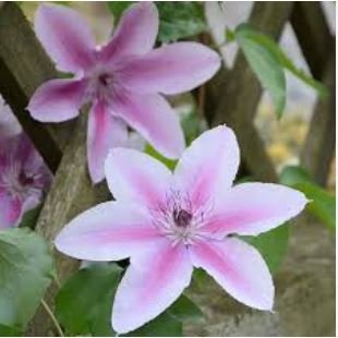 Clematis seeds flowers clematis vine seeds perennial flower 100 PCS Seeds