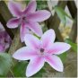 Clematis seeds flowers clematis vine seeds perennial flower 100 PCS Seeds