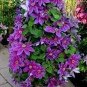Clematis seeds flowers clematis vine seeds perennial flower 100 PCS Seeds