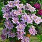 Clematis seeds flowers clematis vine seeds perennial flower 100 PCS Seeds