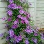 Clematis seeds flowers clematis vine seeds perennial flower 100 PCS Seeds