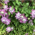 Clematis Seeds Purple Flowers with Light Green Centre Flowers 100 PCS Seeds