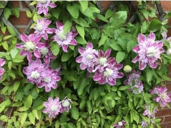Clematis Seeds Purple Flowers with Light Green Centre Flowers 100 PCS Seeds